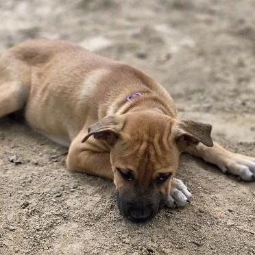 Enlarge Bud, an adopted mixed breed in Nashville, TN image 6/6