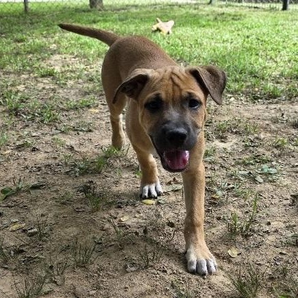Enlarge Bud, an adopted mixed breed in Nashville, TN image 3/6