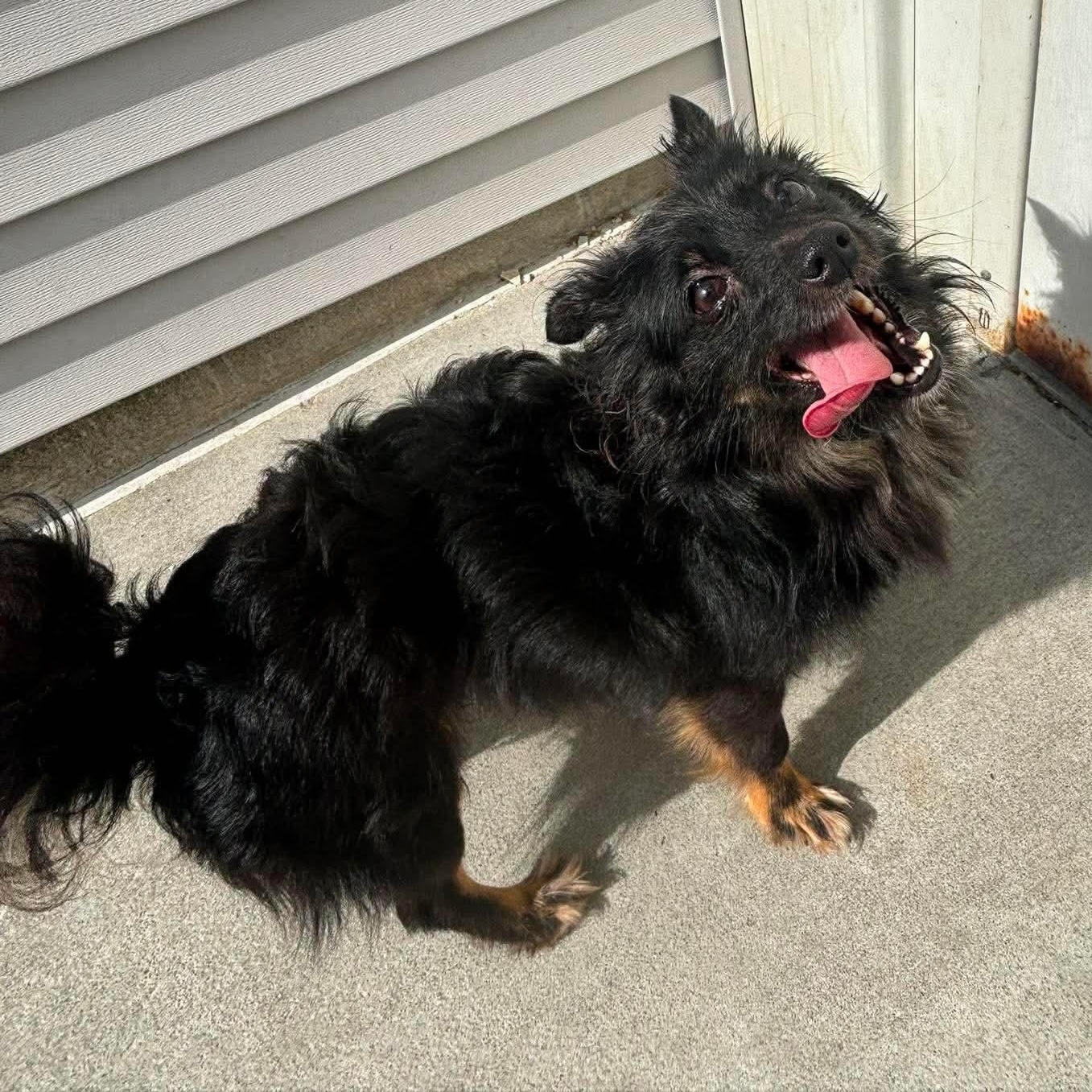 Drew, ADOPTABLE, Young Male Pomeranian.