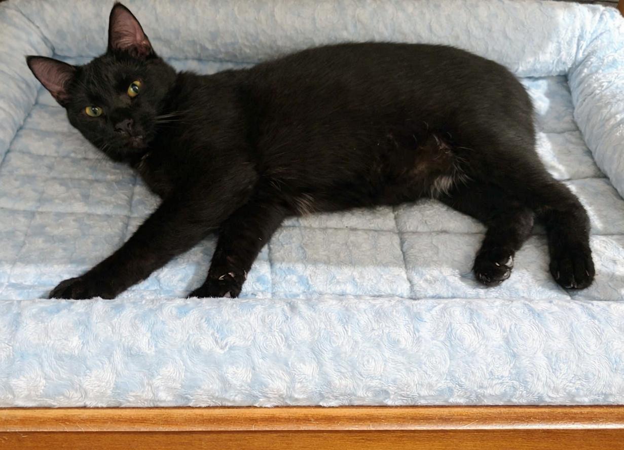 Foxy, an adopted Domestic Short Hair in Greensburg, PA image 2/2