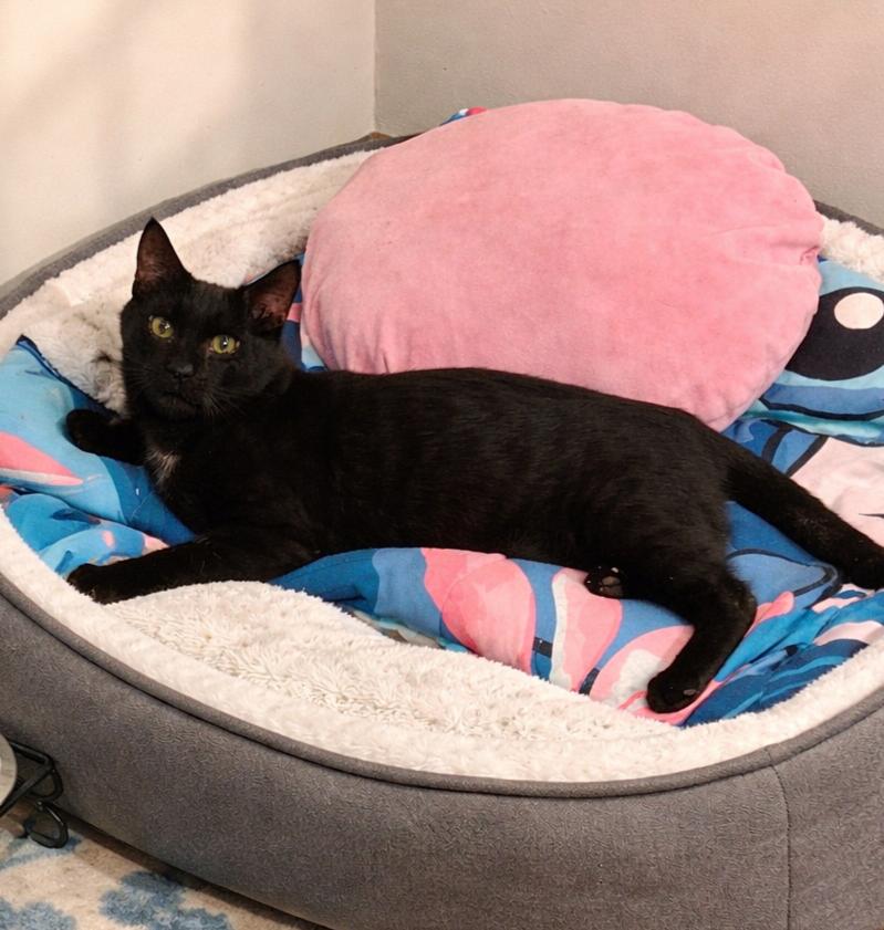 Foxy, an adopted Domestic Short Hair in Greensburg, PA image 1/2