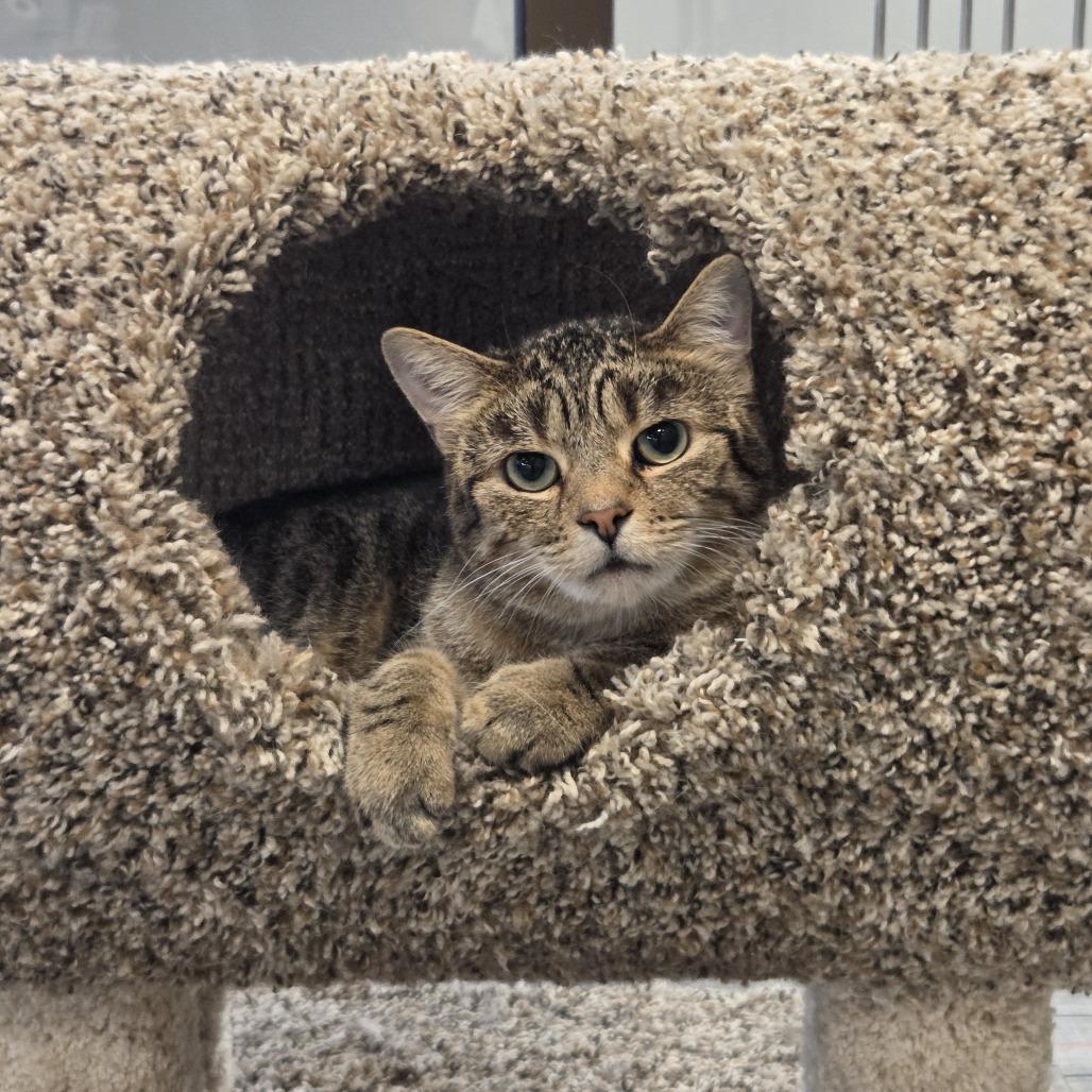 Tigger, Adoptable, Adult Male Domestic Short Hair.