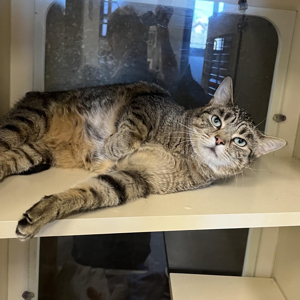 Tigger, Adoptable, Adult Male Domestic Short Hair.
