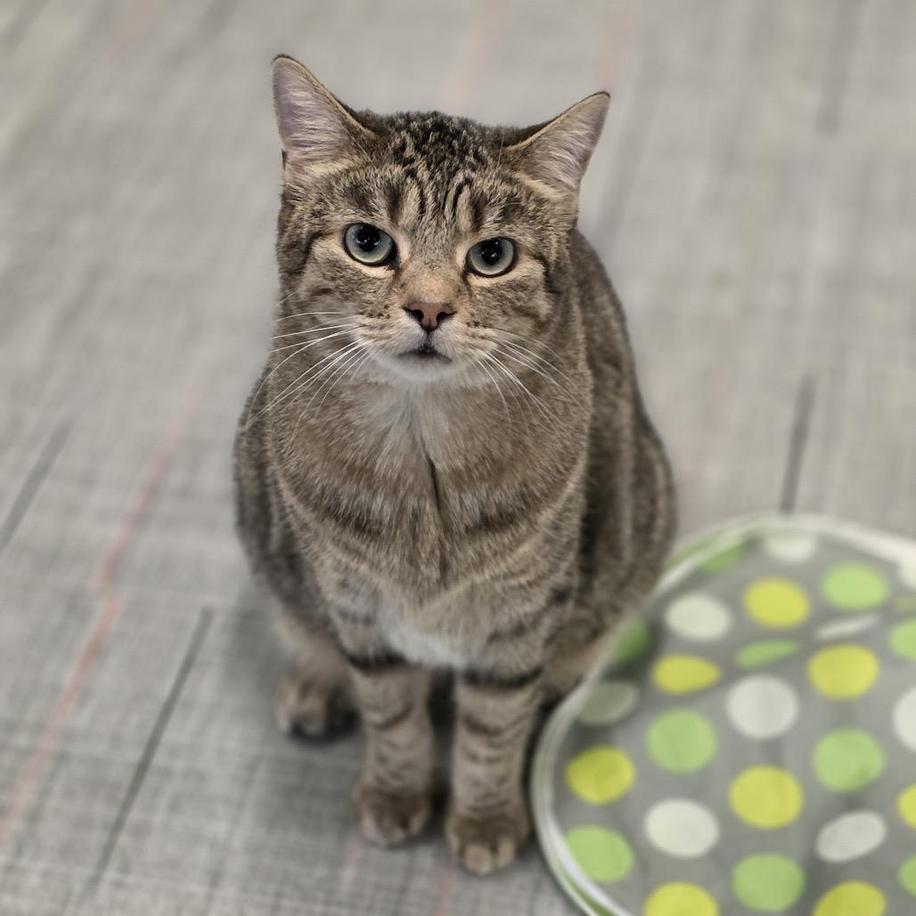 Tigger, a Adoptable Domestic Short Hair in Hinsdale, IL image 3/4