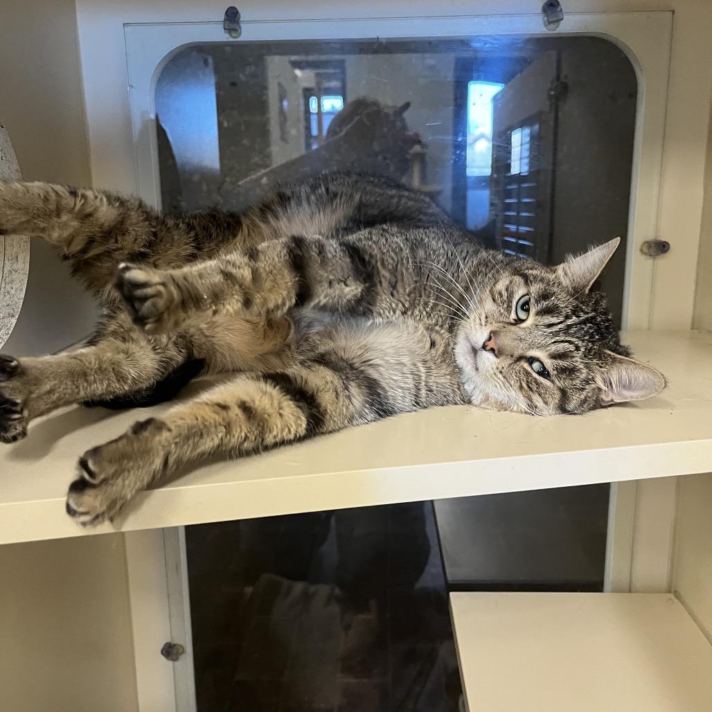 Enlarge Tigger, a Adoptable Domestic Short Hair in Hinsdale, IL image 2/2