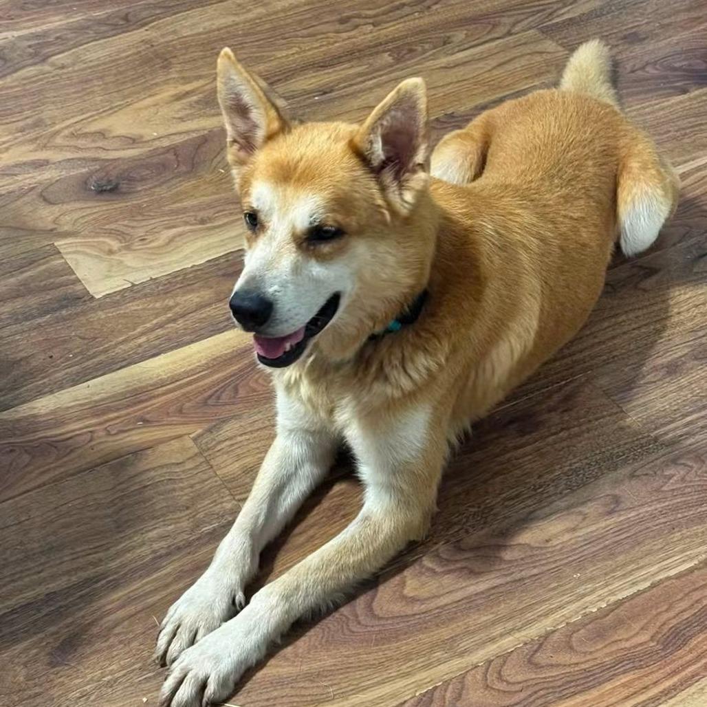 Yeti, Adoptable, Adult Male Siberian Husky & Mixed Breed.