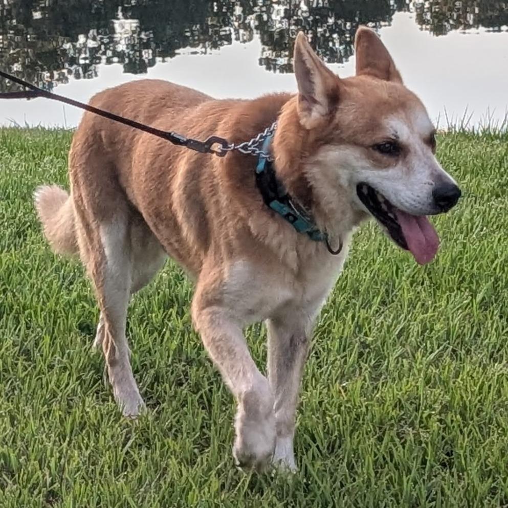 Yeti, a Adoptable mixed breed in Jacksonville Beach, FL image 2/6