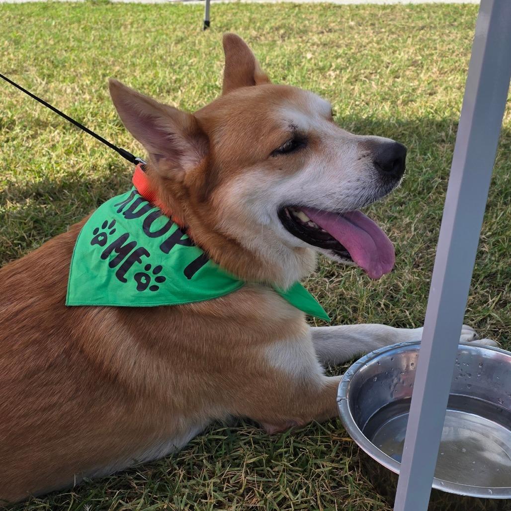Enlarge Yeti, a Adoptable mixed breed in Jacksonville Beach, FL image 2/6
