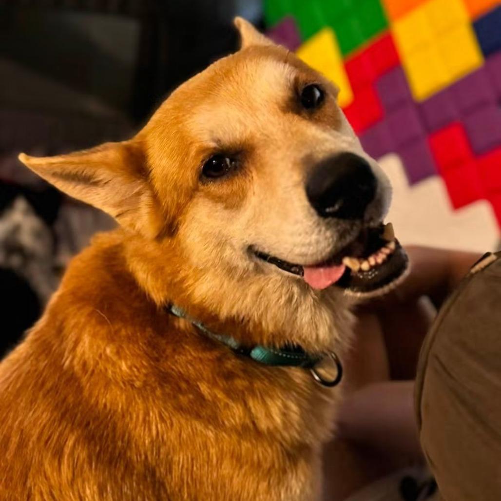 Yeti, a Adoptable mixed breed in Jacksonville Beach, FL image 3/6