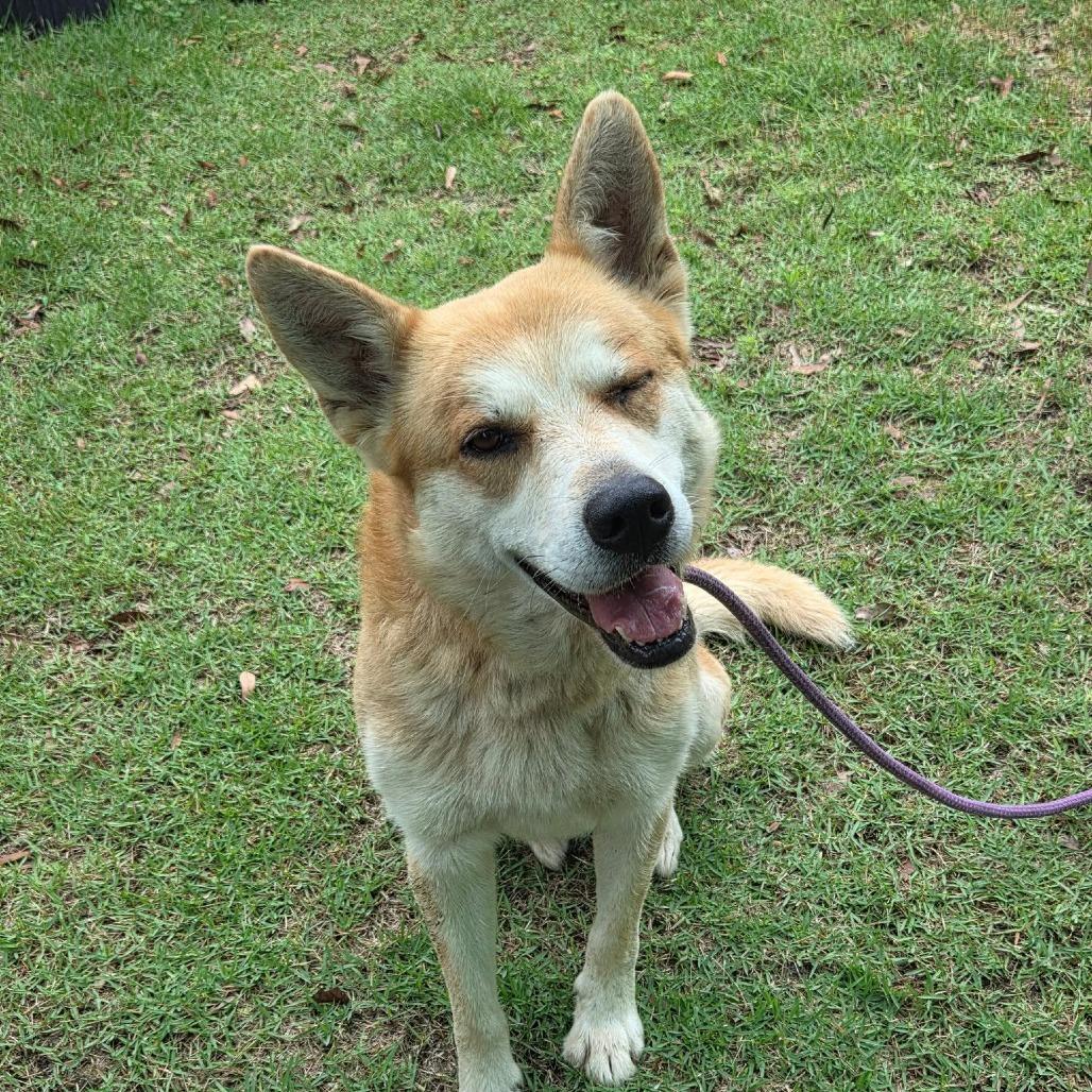 Yeti, a Adoptable mixed breed in Jacksonville Beach, FL image 4/6