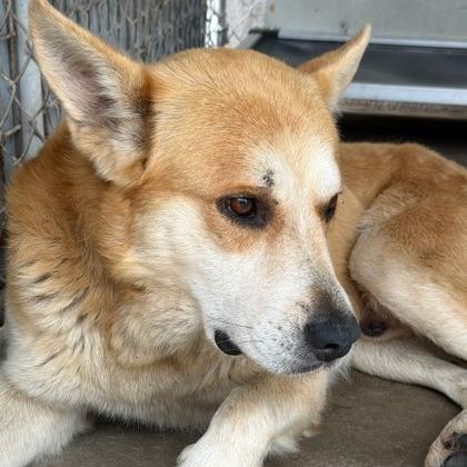 Yeti, a Adoptable mixed breed in Jacksonville Beach, FL image 6/6