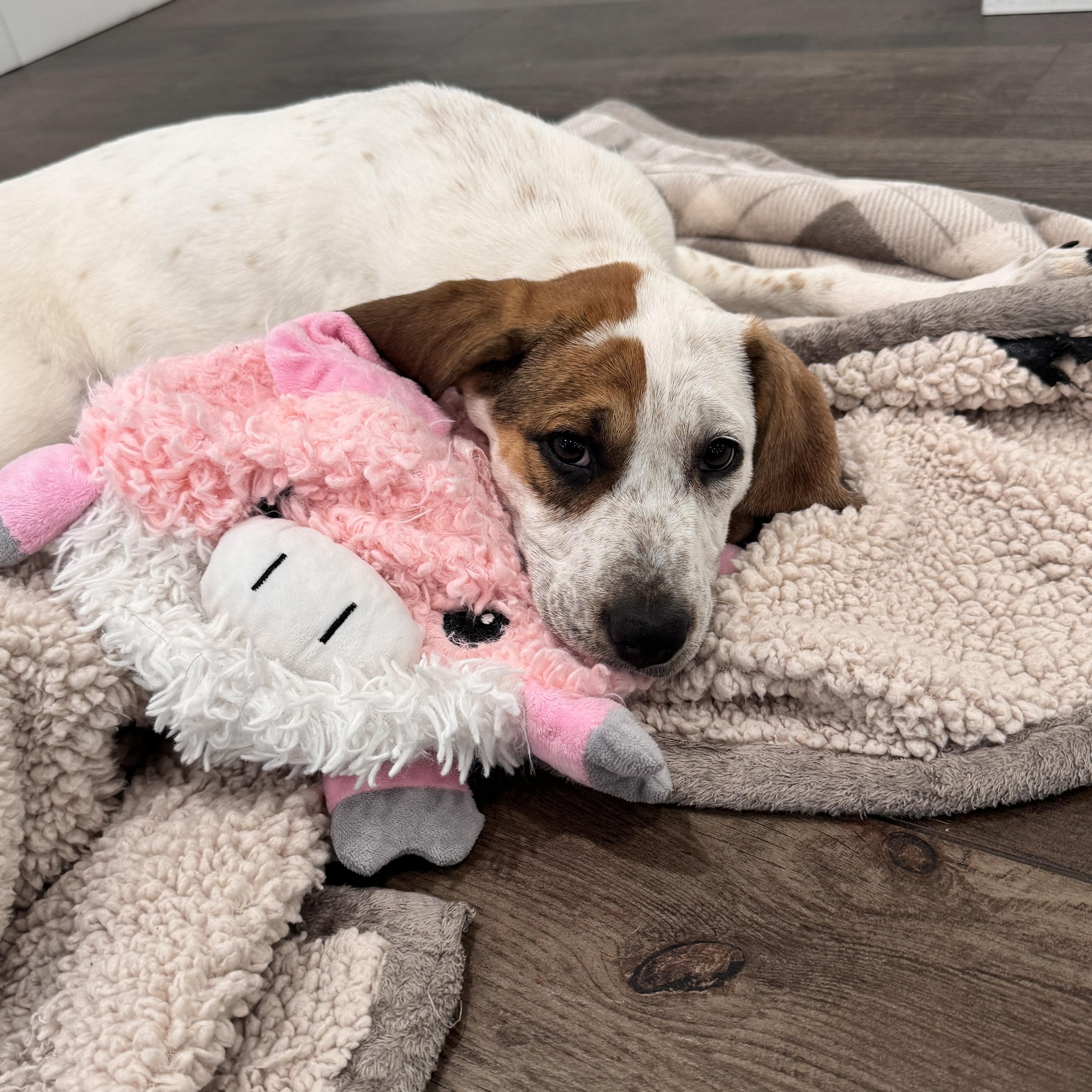 LIZZY, an adopted mixed breed in Dumont, NJ image 2/5