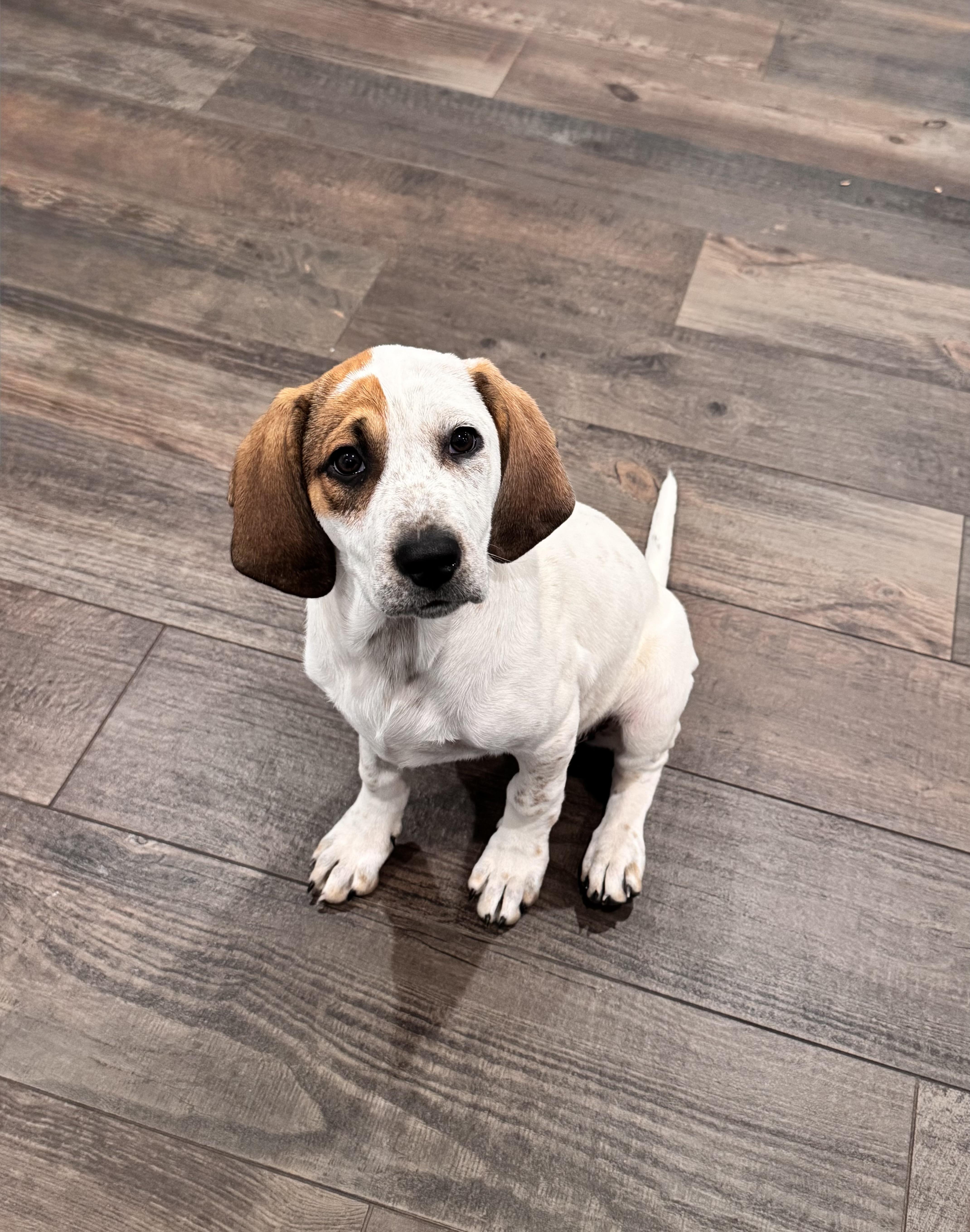 LIZZY, adopted, Puppy Female Hound & Labrador Retriever.