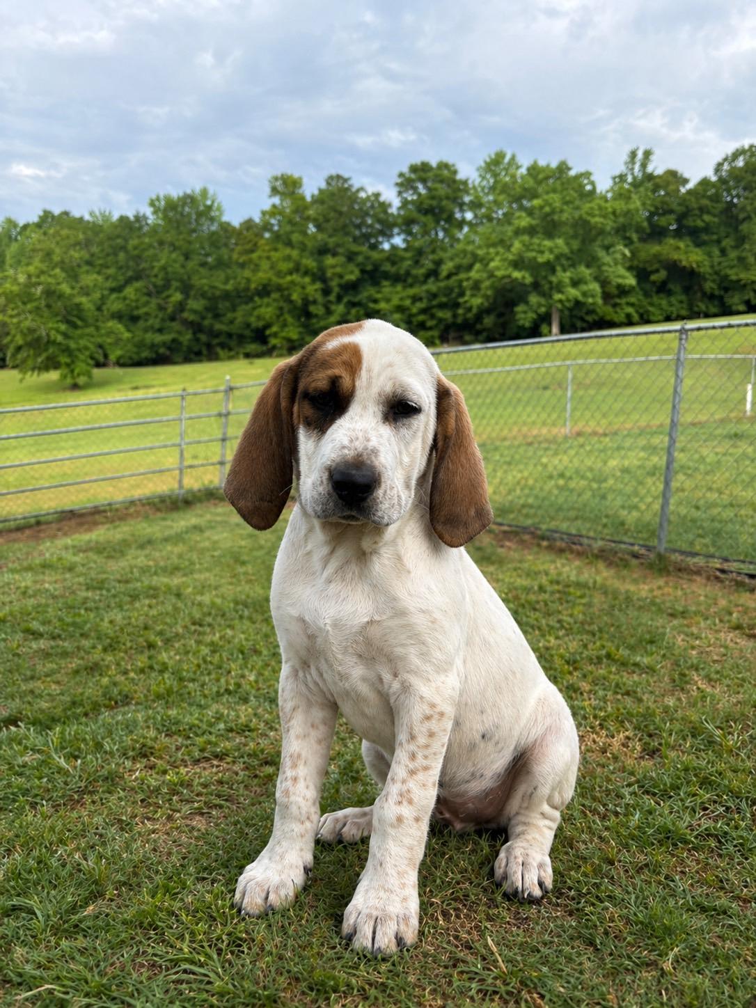 LIZZY, an adopted mixed breed in Dumont, NJ image 3/5