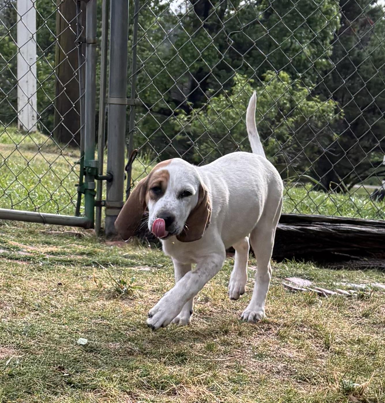 LIZZY, an adopted mixed breed in Dumont, NJ image 5/5