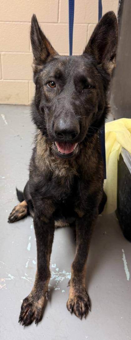Ruby, Adoptable, Adult Female Shepherd.