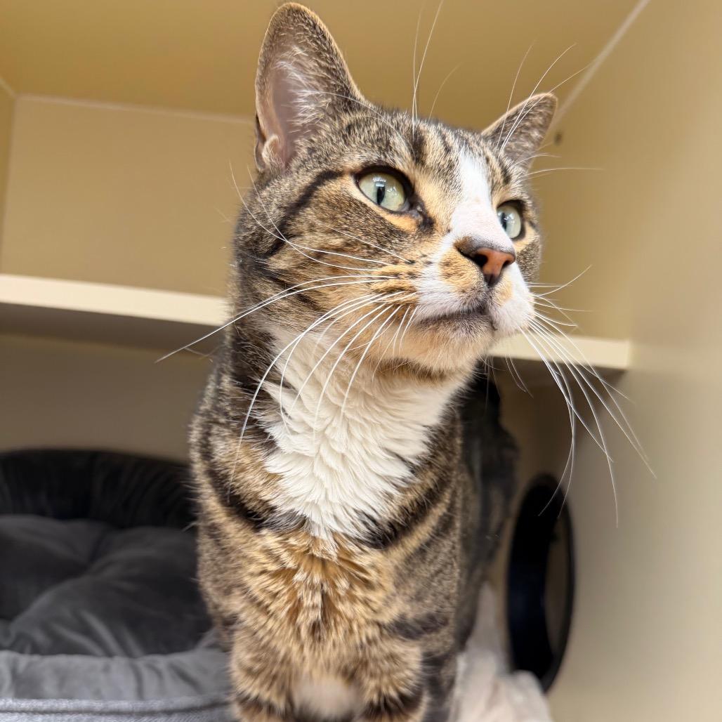 Muscles — thumbnail 2