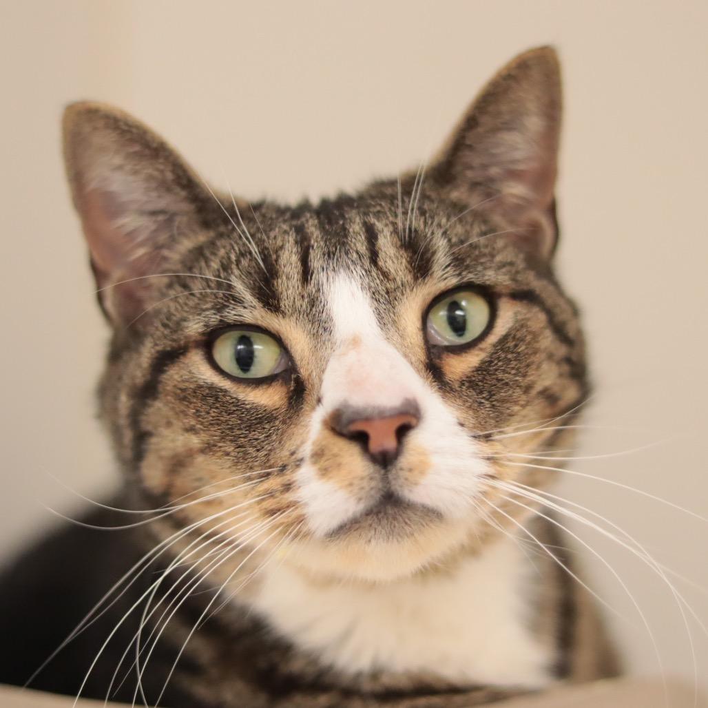 Muscles — thumbnail 3