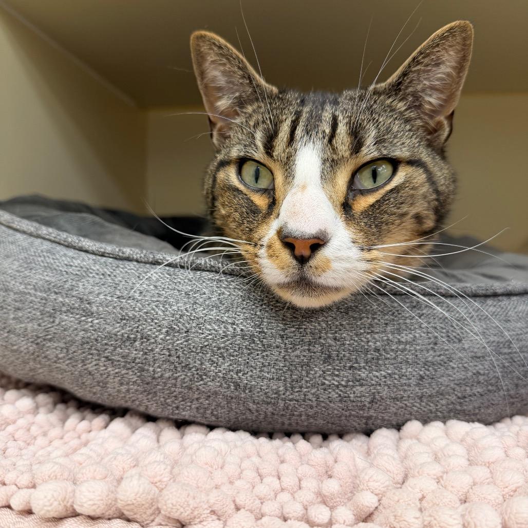 Muscles — thumbnail 4