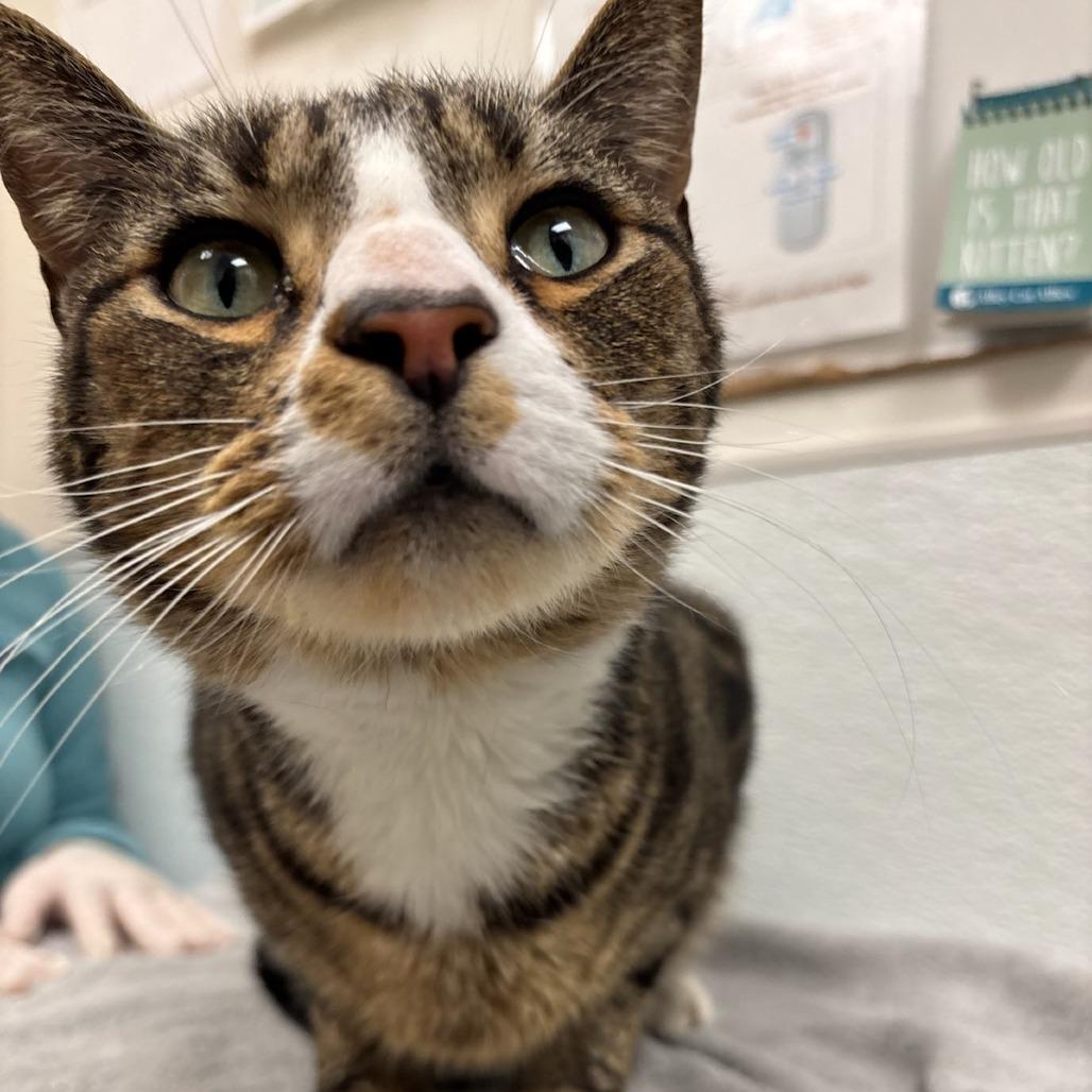 Muscles — thumbnail 5