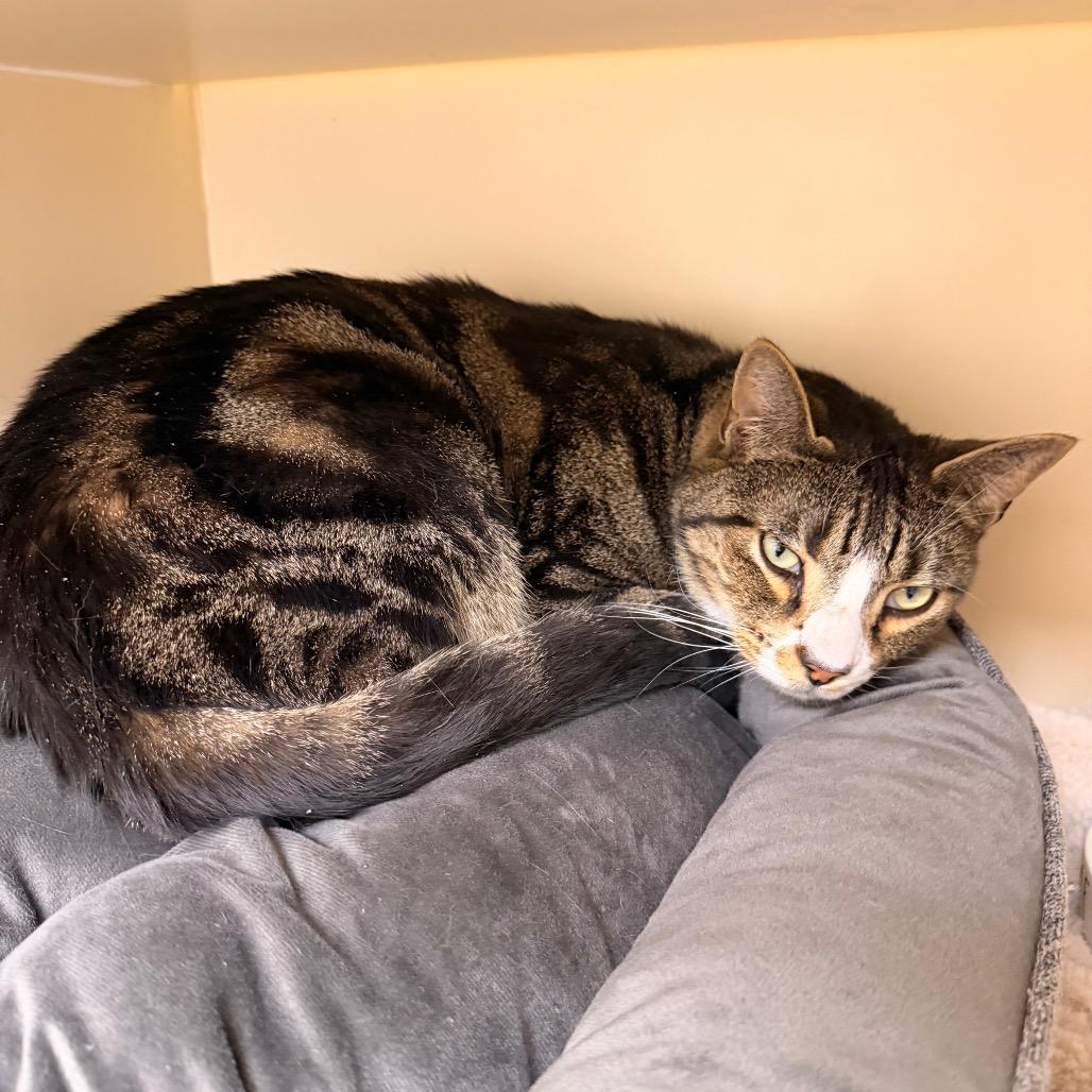 Muscles — thumbnail 6