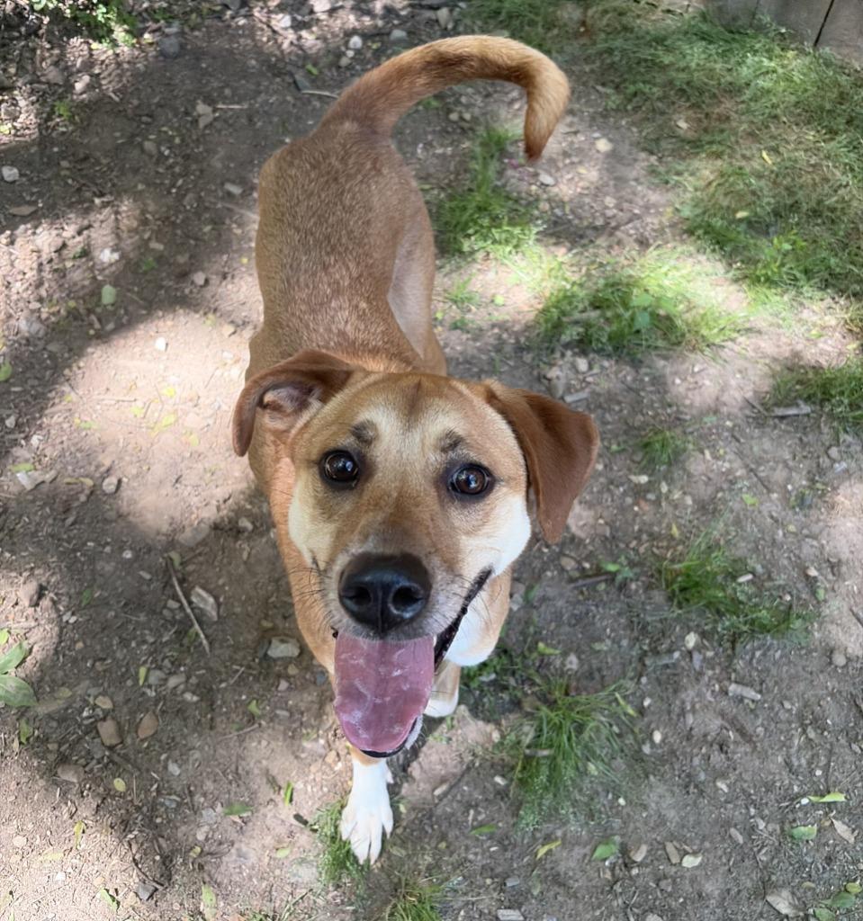 Enlarge Betty(Joi), a Adoptable mixed breed in Little Rock, AR image 1/3