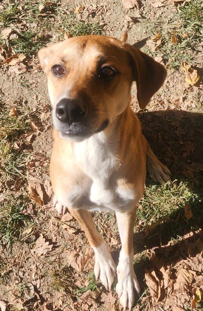 Enlarge Betty(Joi), a Adoptable mixed breed in Little Rock, AR image 2/3