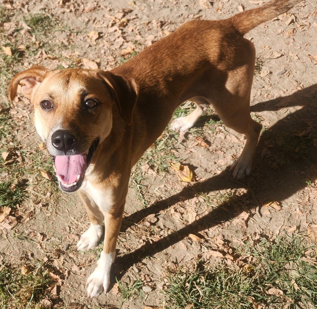 Enlarge Betty(Joi), a Adoptable mixed breed in Little Rock, AR image 3/3