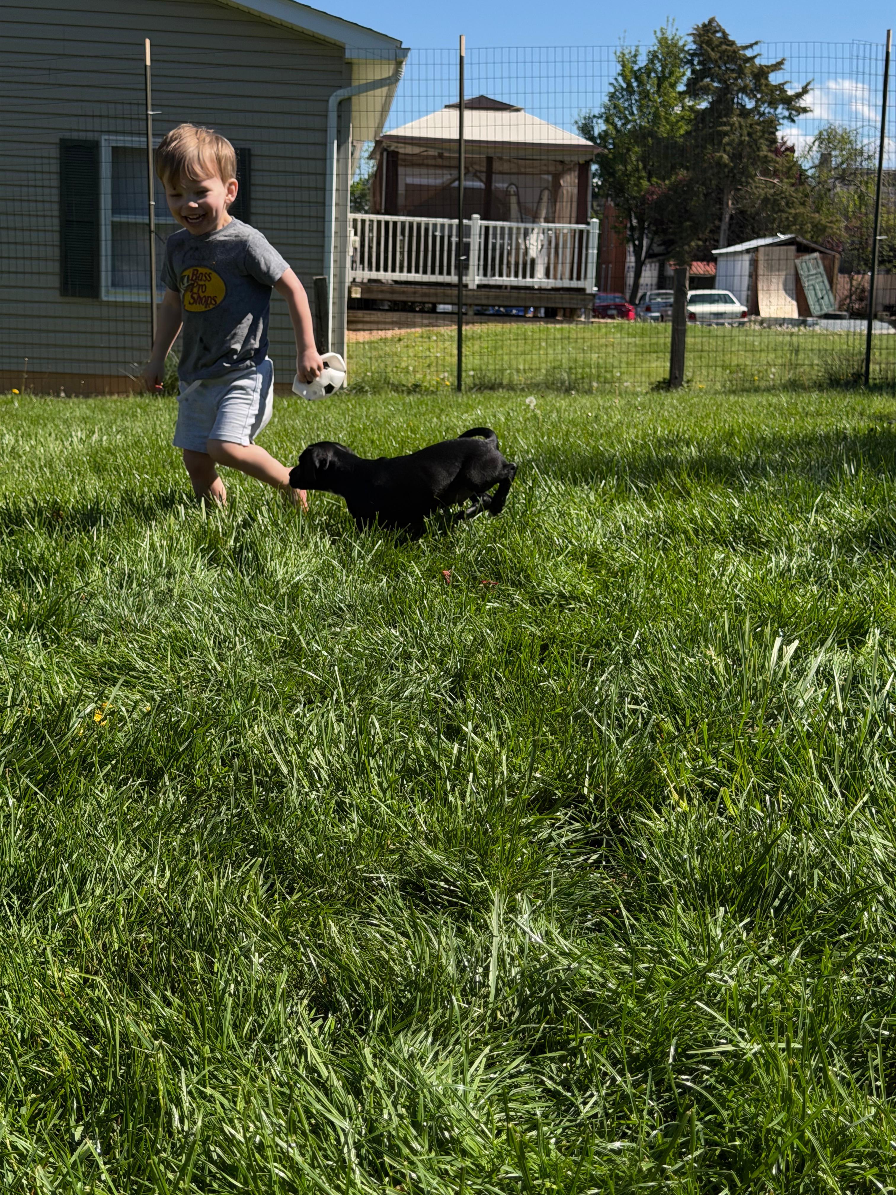 Enlarge James Bond, an adopted mixed breed in Bensalem, PA image 2/3