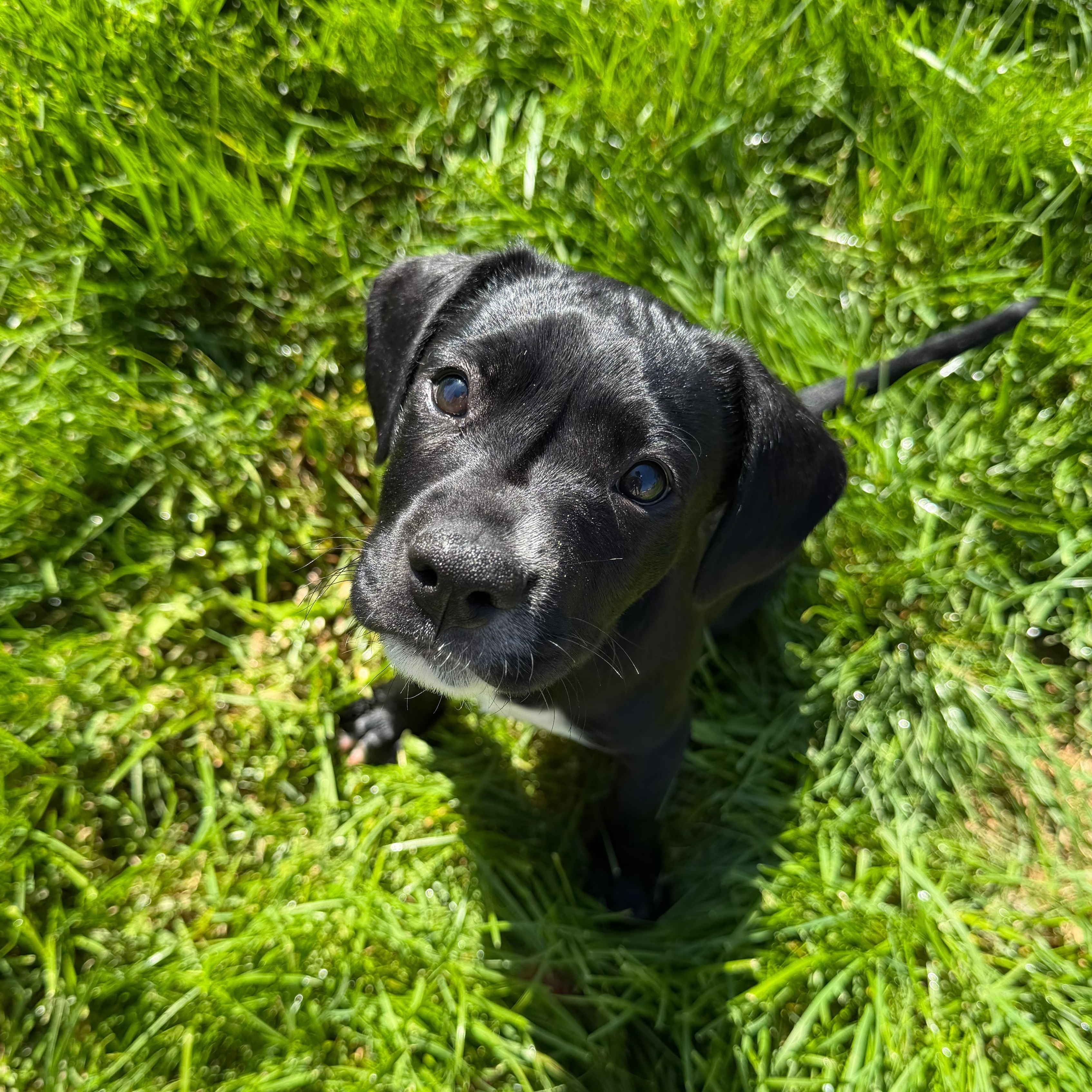 James Bond, adopted, Puppy Male Labrador Retriever.
