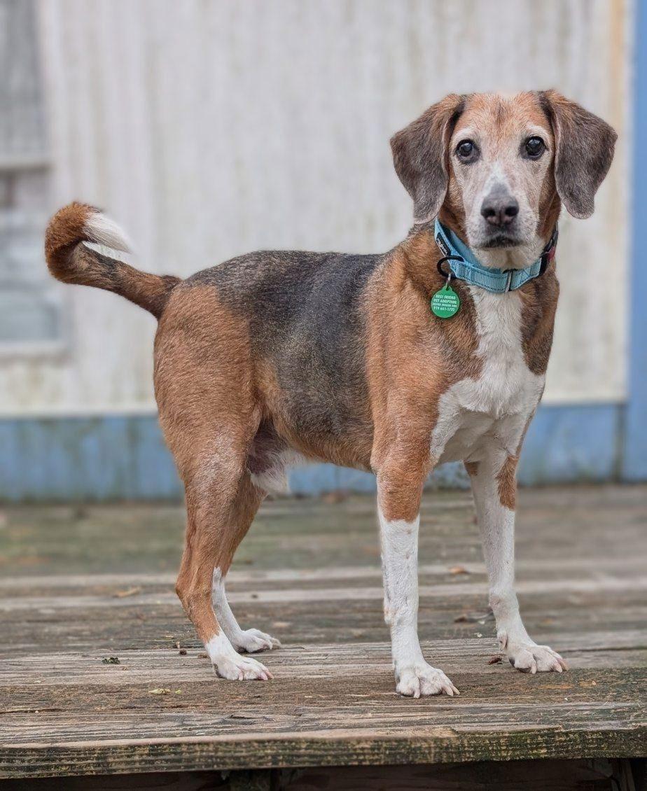 Enlarge Lester, a Adoptable mixed breed in Cary, NC image 1/3
