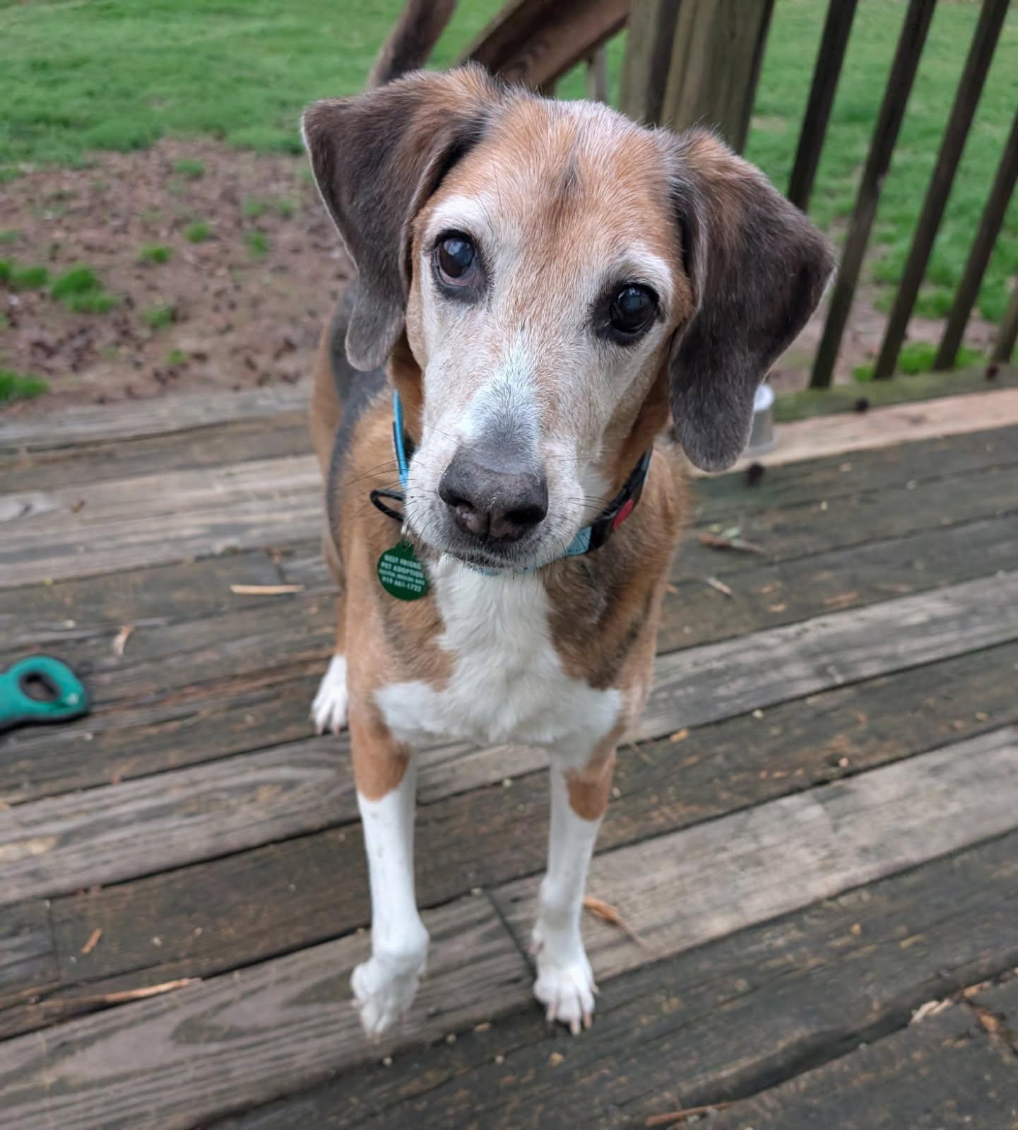 Enlarge Lester, a Adoptable mixed breed in Cary, NC image 2/3