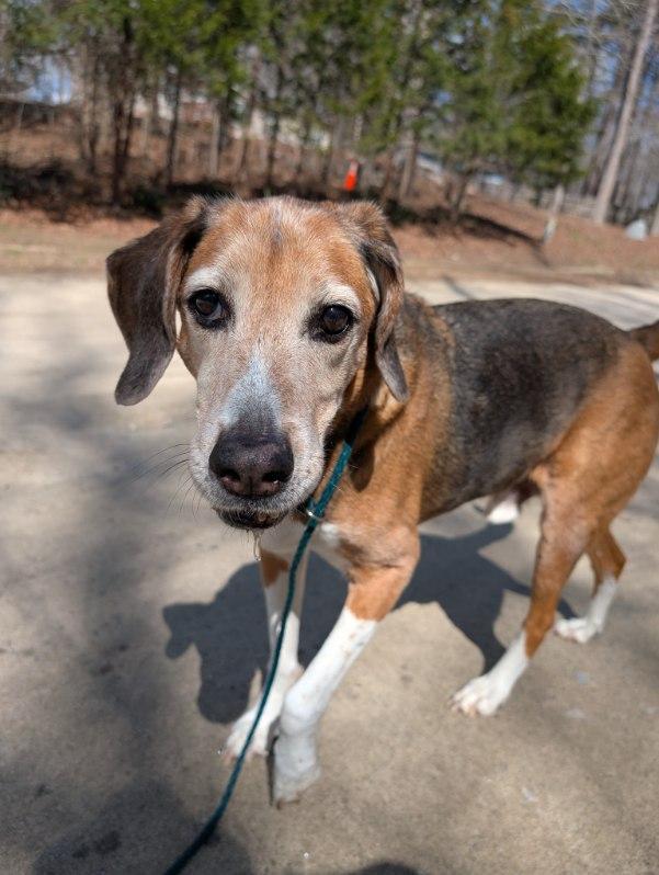 Lester, Adoptable, Senior Male Treeing Walker Coonhound & Beagle.