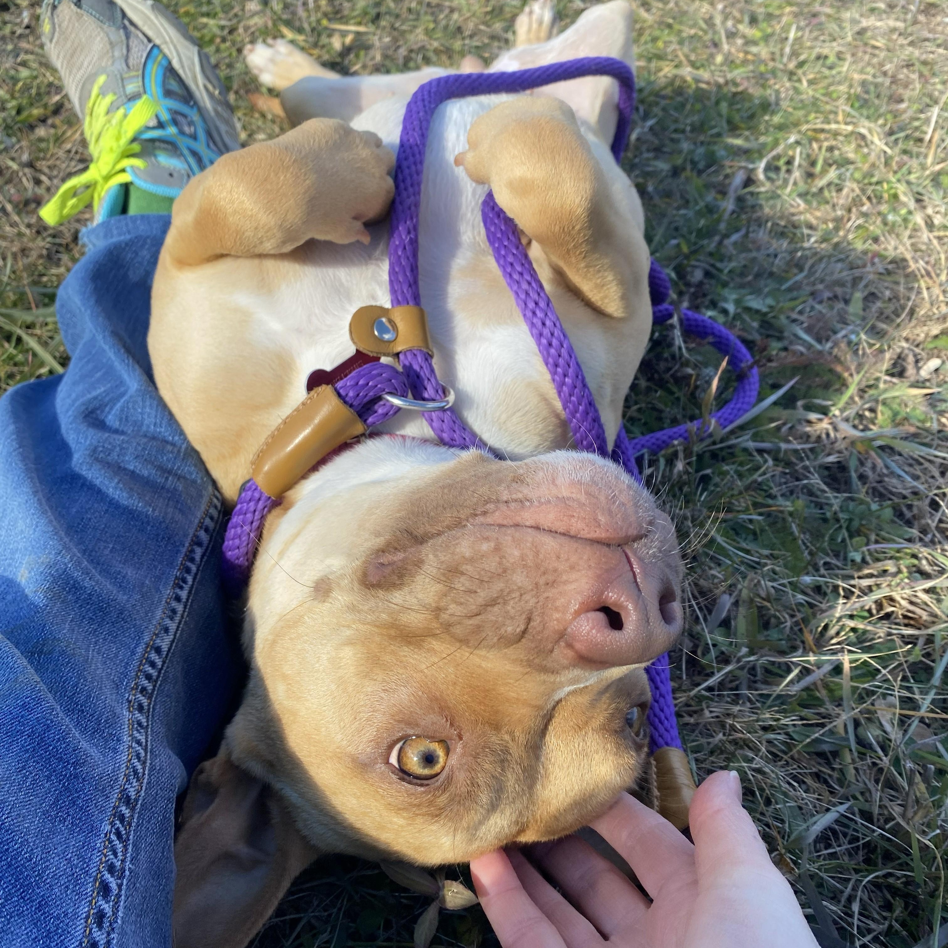 Enlarge Chestnut*, a Adoptable Mixed Breed in Allegan, MI image 4/6