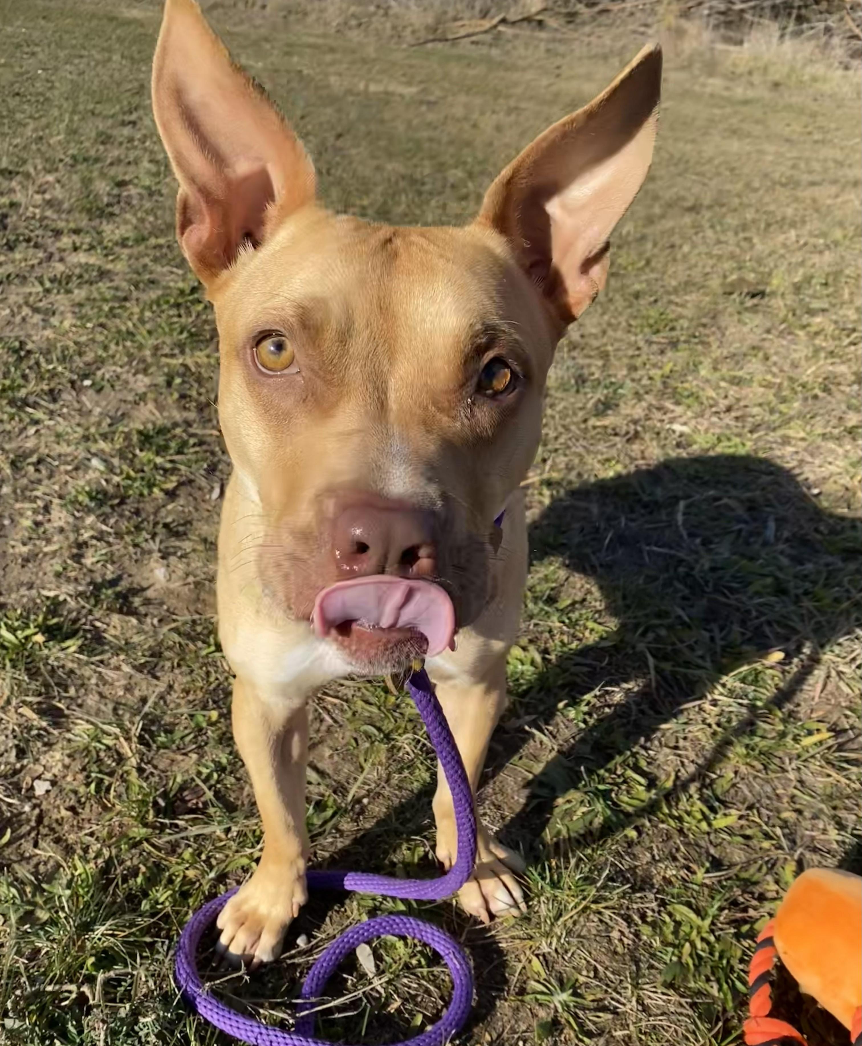 Enlarge Chestnut*, a Adoptable Mixed Breed in Allegan, MI image 3/6
