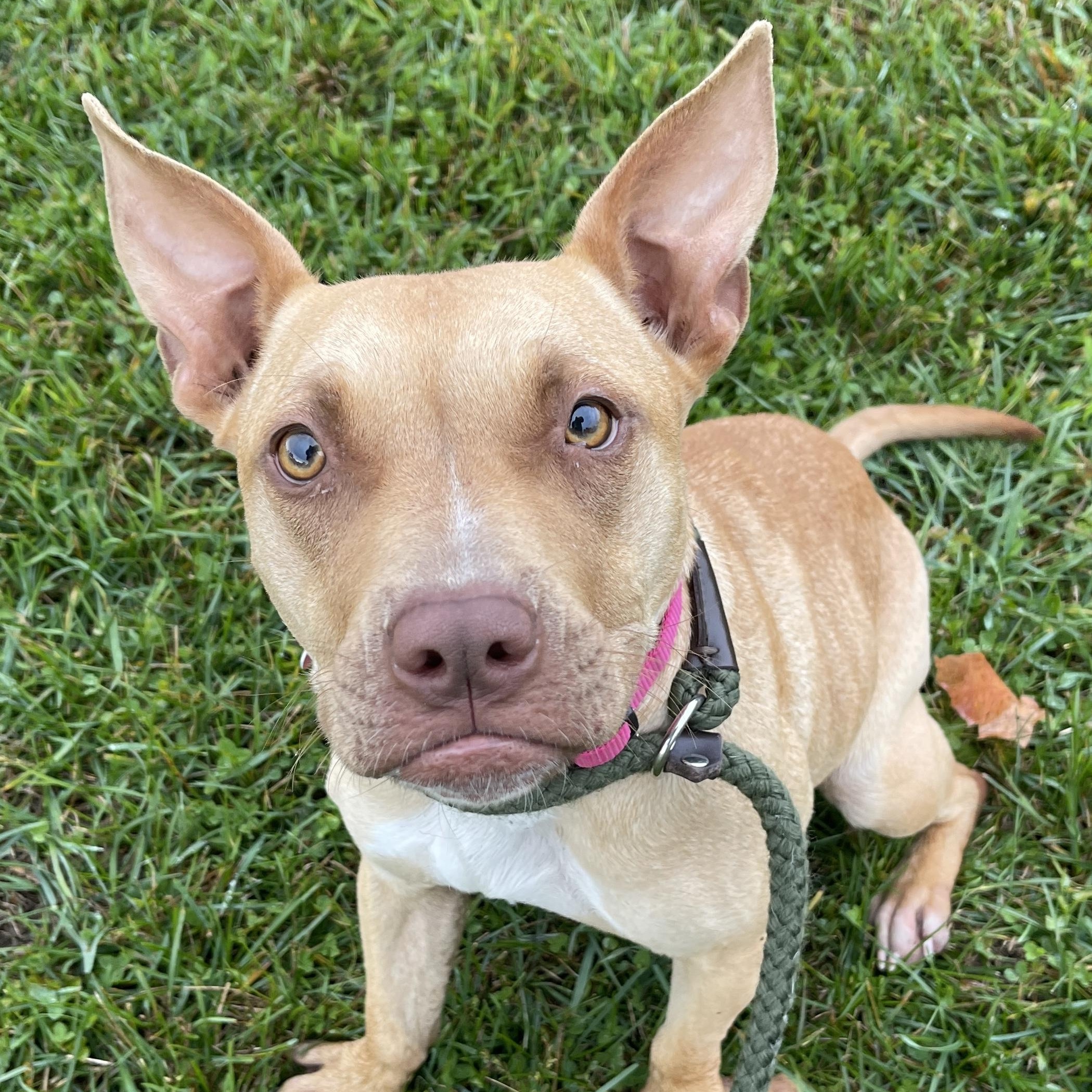 Enlarge Chestnut*, a Adoptable Mixed Breed in Allegan, MI image 1/6