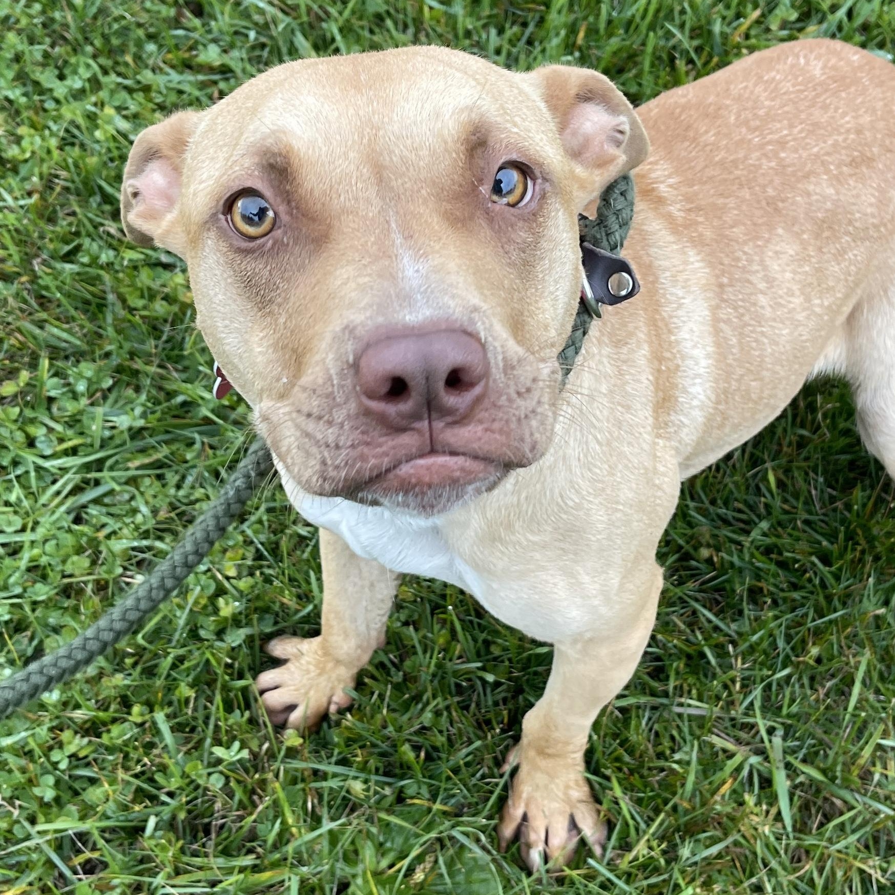Enlarge Chestnut*, a Adoptable Mixed Breed in Allegan, MI image 5/6