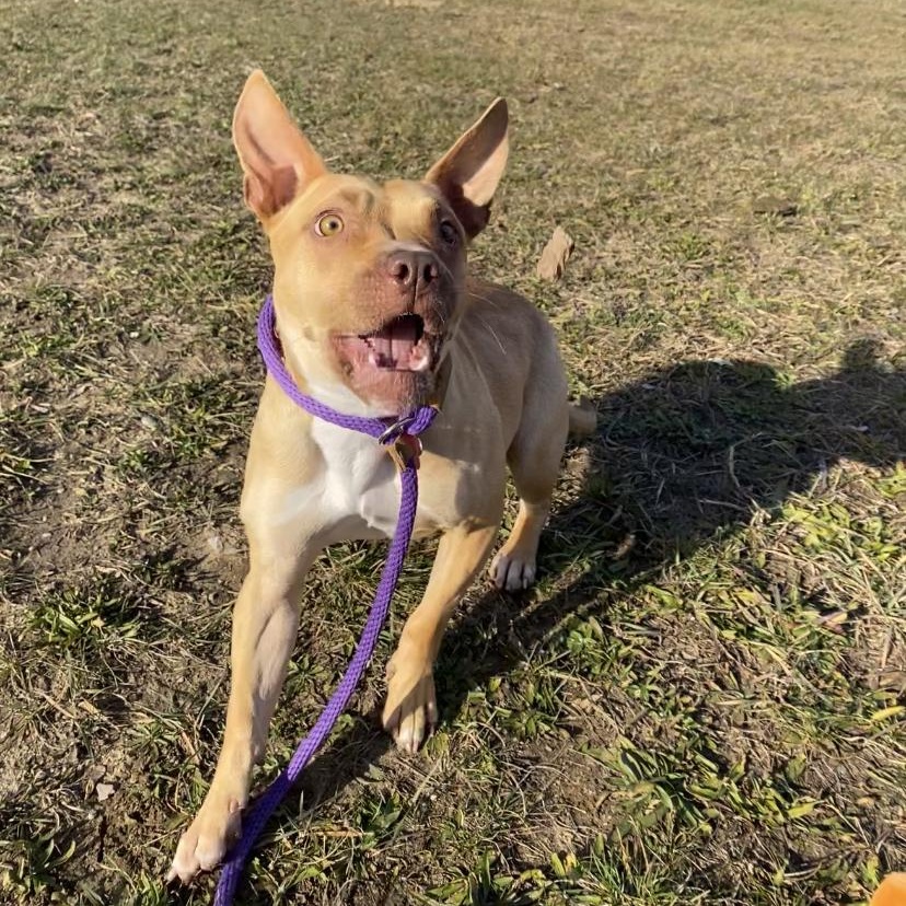 Enlarge Chestnut*, a Adoptable Mixed Breed in Allegan, MI image 2/6