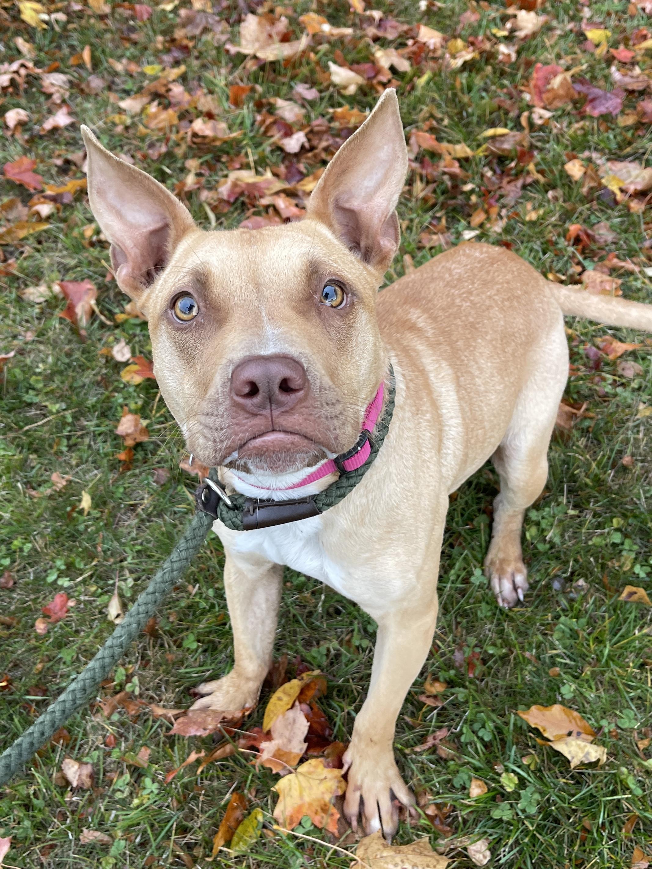 Enlarge Chestnut*, a Adoptable Mixed Breed in Allegan, MI image 6/6