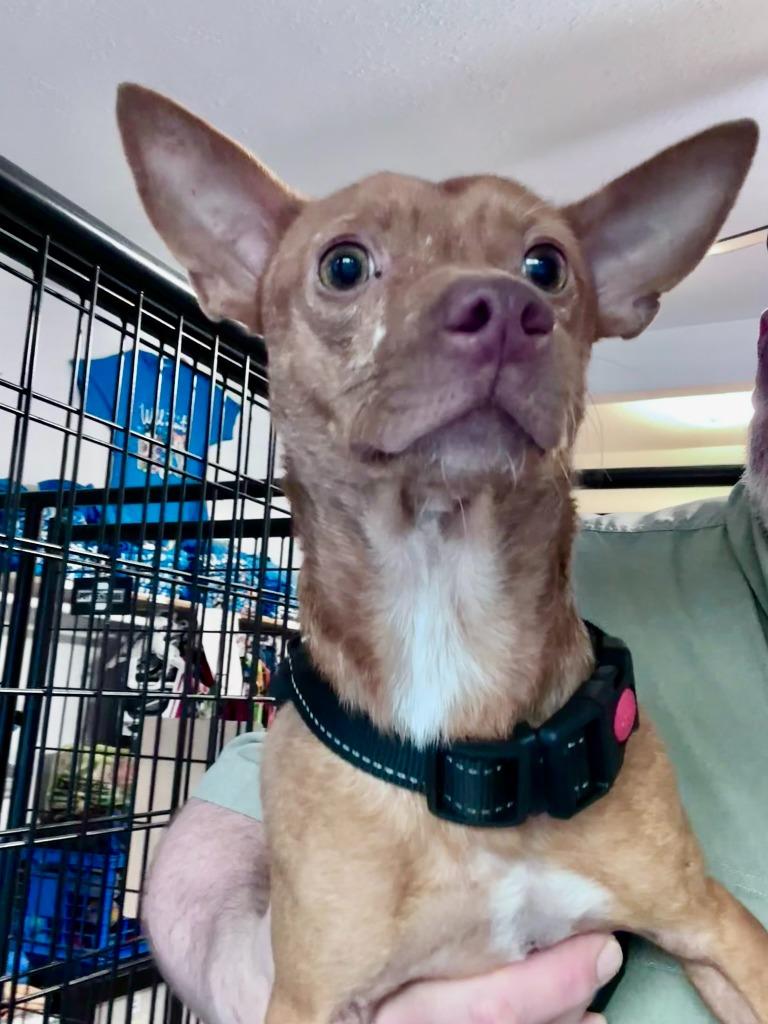 Enlarge Harvey, a Adoptable Chihuahua in Thompson Falls, MT image 1/5