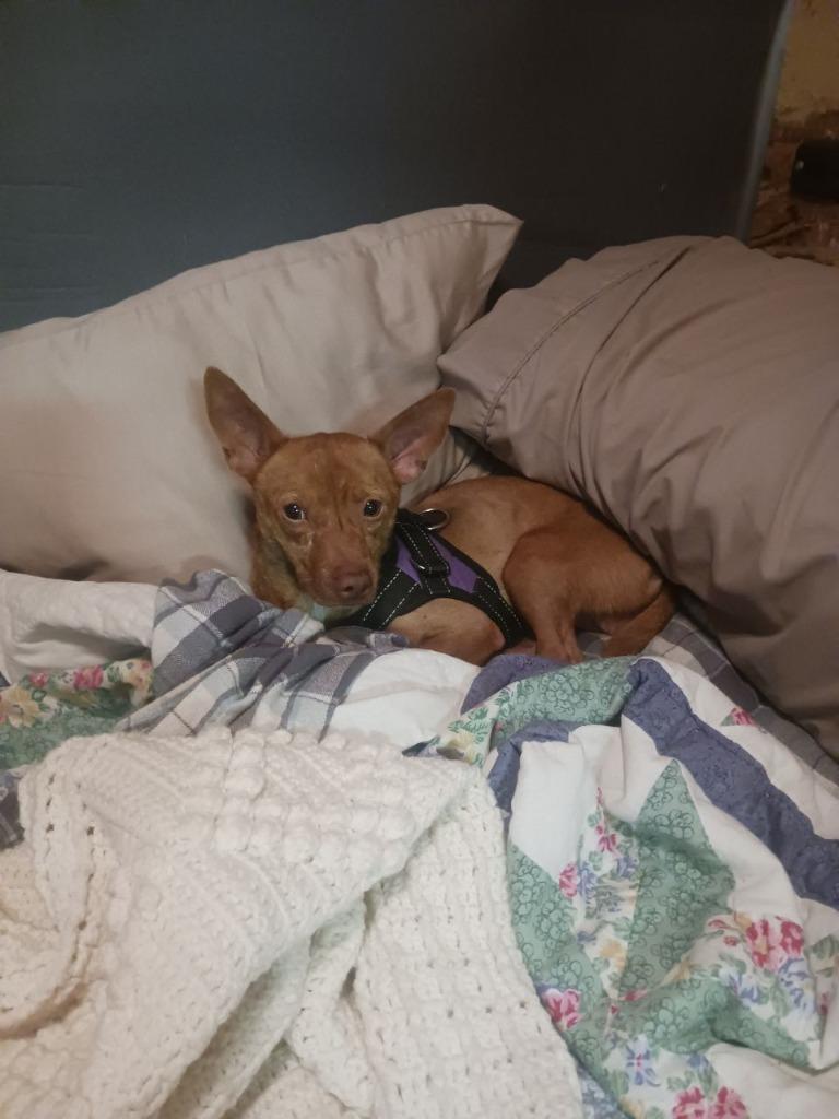 Harvey, Adoptable, Adult Male Chihuahua.