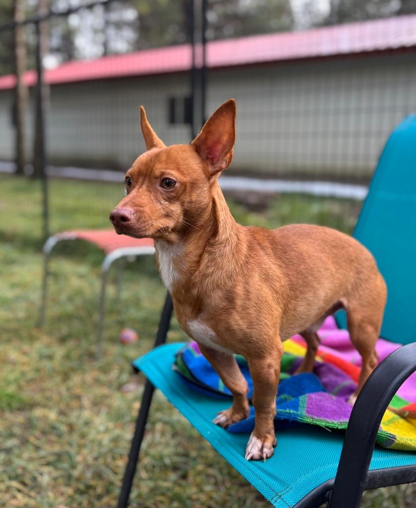 Enlarge Harvey, a Adoptable Chihuahua in Thompson Falls, MT image 2/5