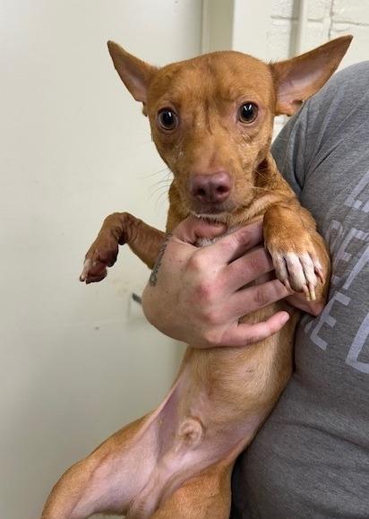 Harvey, a Adoptable Chihuahua in Thompson Falls, MT image 2/3