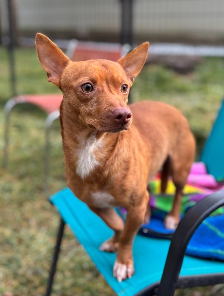 Enlarge Harvey, a Adoptable Chihuahua in Thompson Falls, MT image 5/5