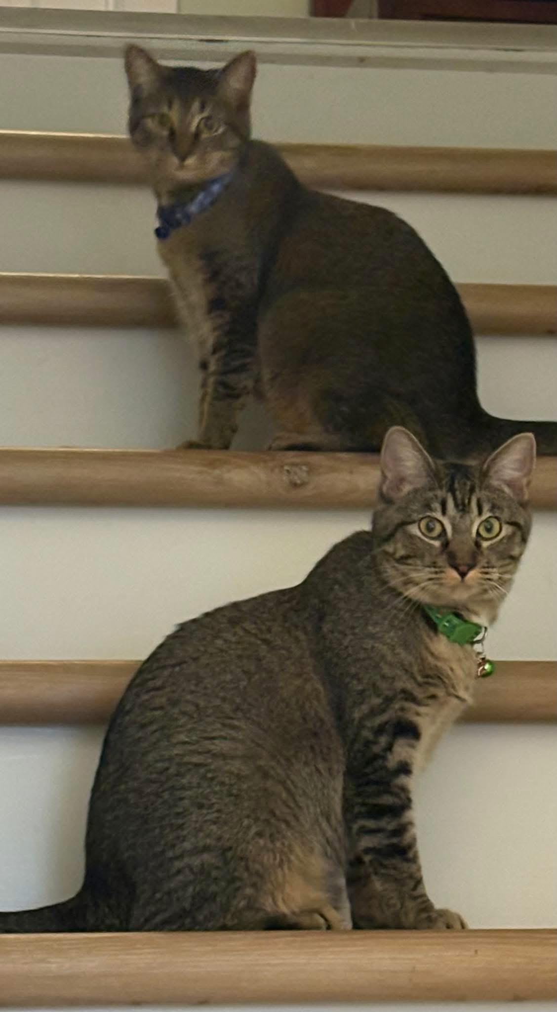 Enlarge Ashley & Mellie , a ADOPTABLE Domestic Short Hair in Richmond, VA image 1/1