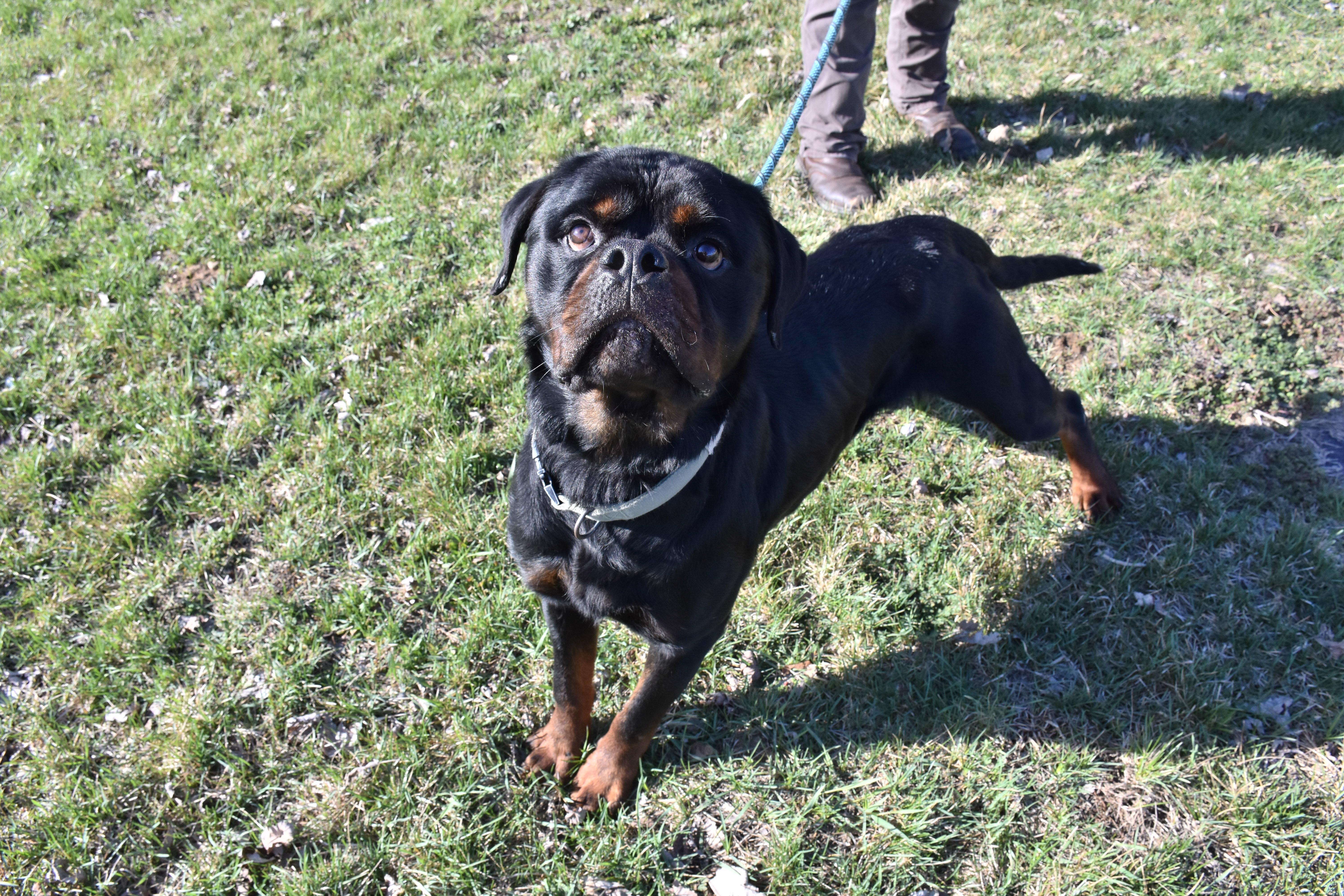 Duncan, a ADOPTABLE Rottweiler in North Judson, IN image 1/3