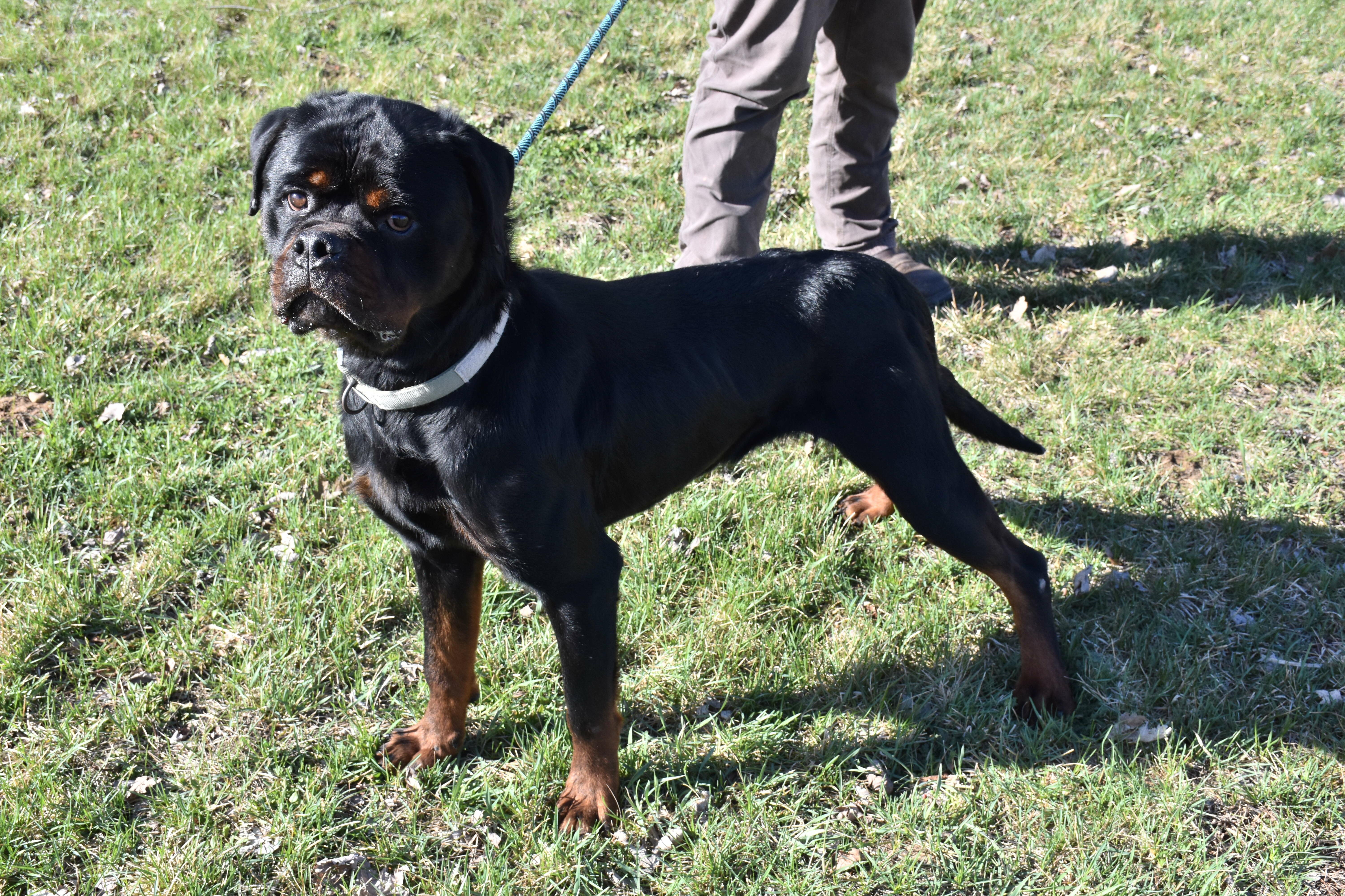 Duncan, a ADOPTABLE Rottweiler in North Judson, IN image 3/3