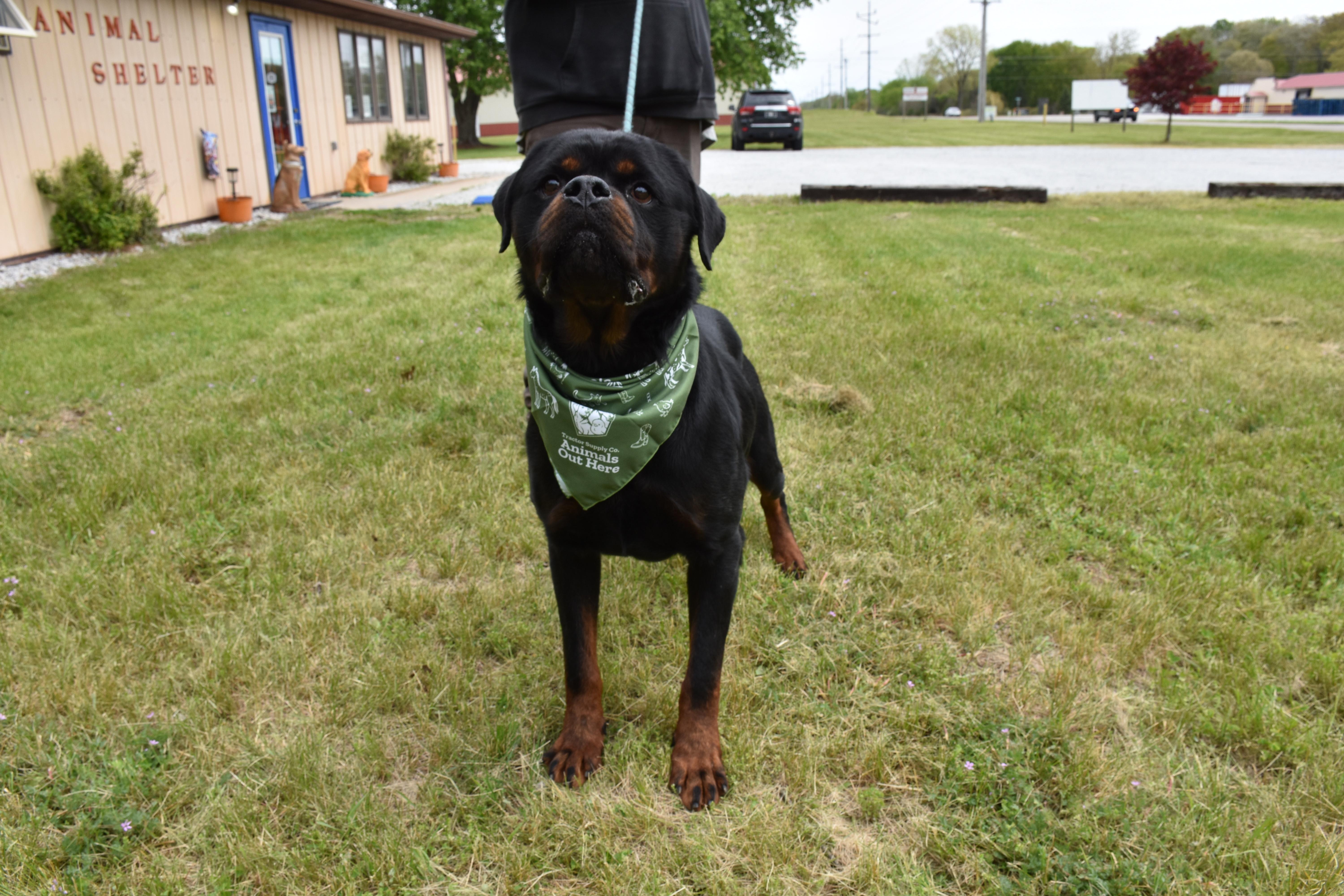 Duncan, ADOPTABLE, Adult Male Rottweiler.