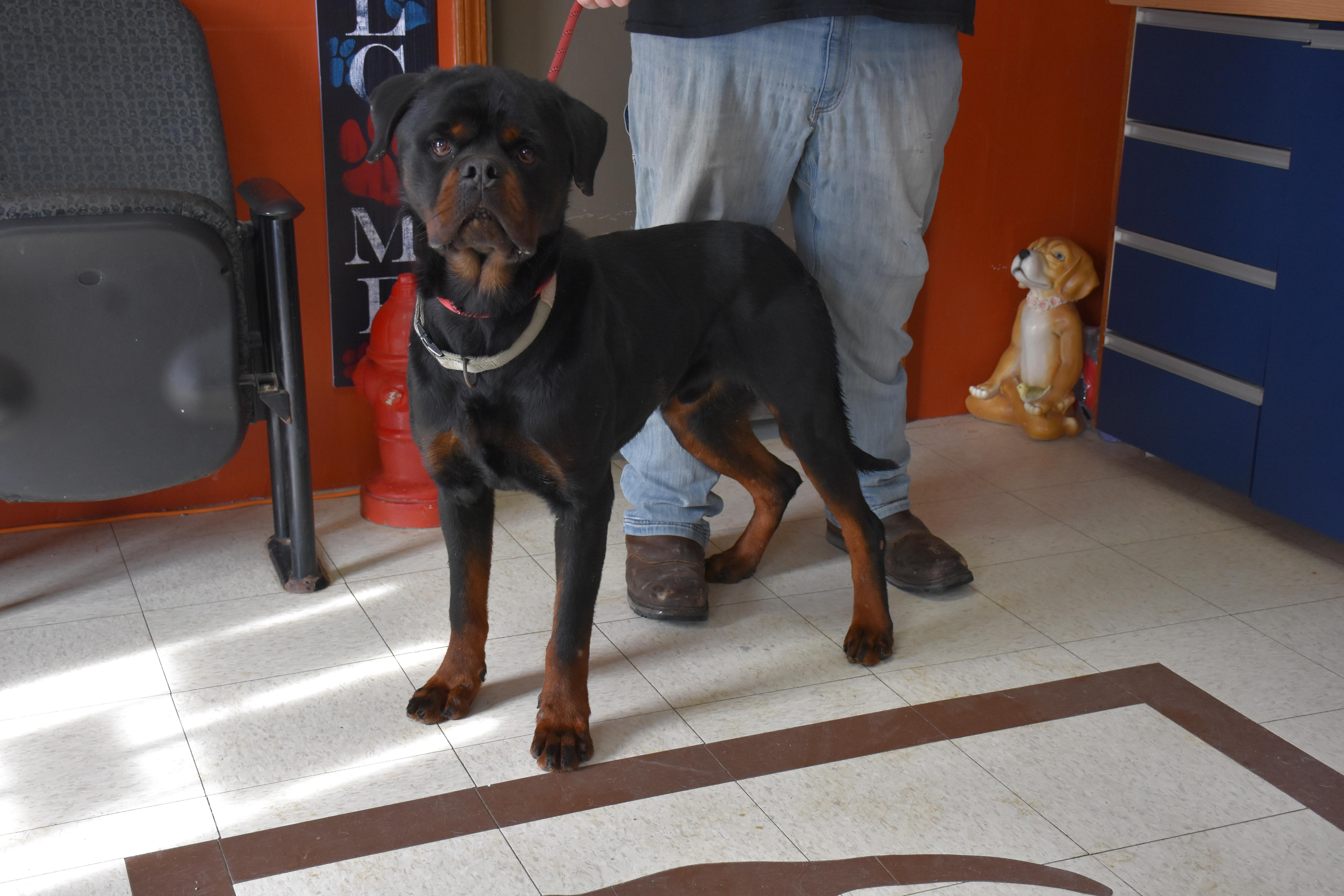 Duncan, a ADOPTABLE Rottweiler in North Judson, IN image 2/3