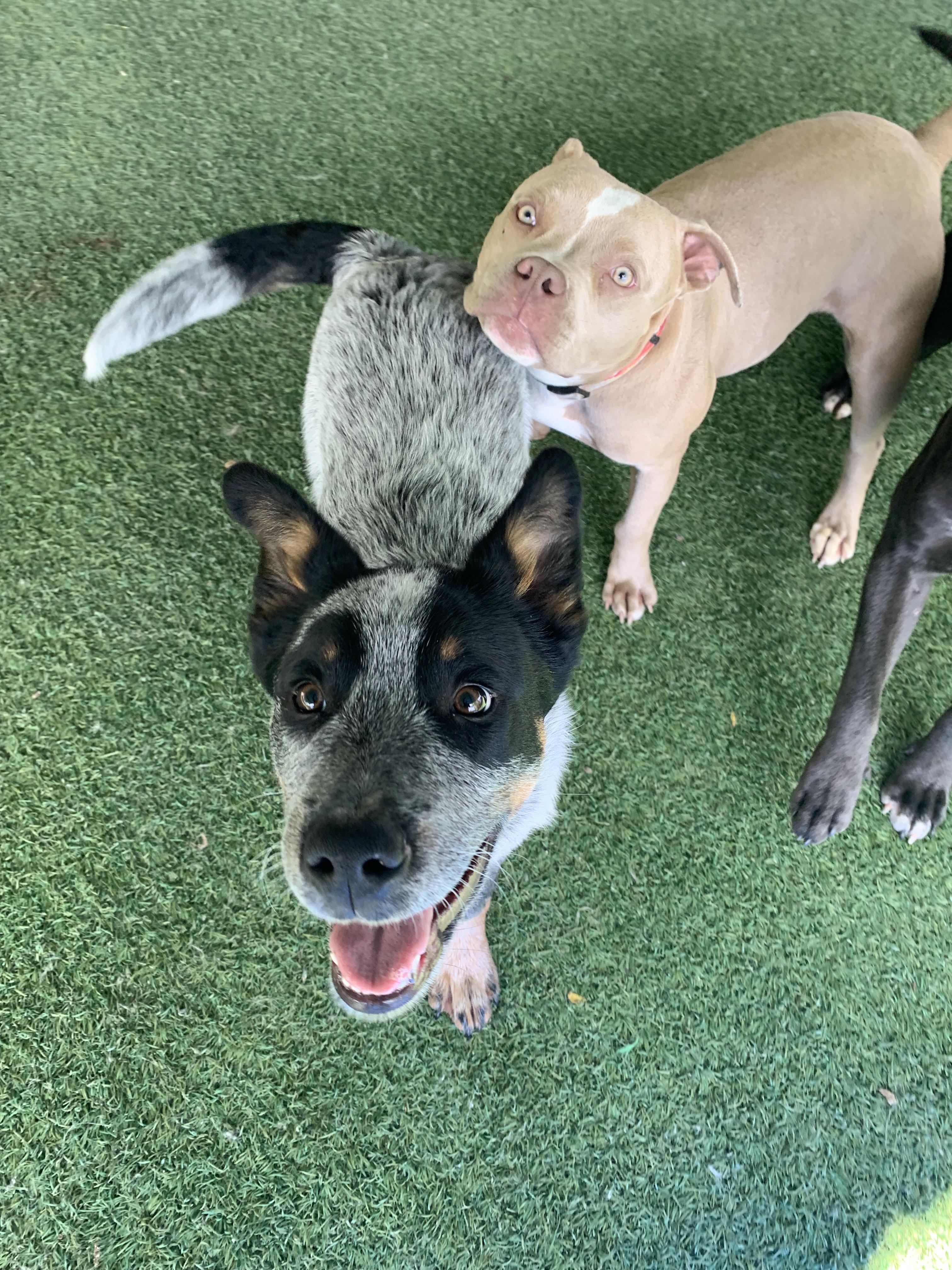 Enlarge Silver, an adopted Australian Cattle Dog / Blue Heeler in Grass Valley, CA image 3/6